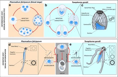  Apicomplexa, A Parasite So Tiny Yet So Mighty! This Microscopic Conqueror Wields an Arsenal of Specialized Structures to Invade and Manipulate Its Host Cells