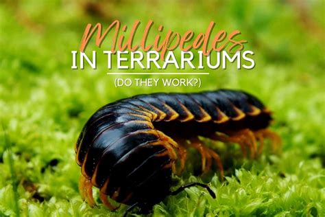  Lesser Millipede: Can You Imagine a Miniature Train Crawling Through Your Garden?