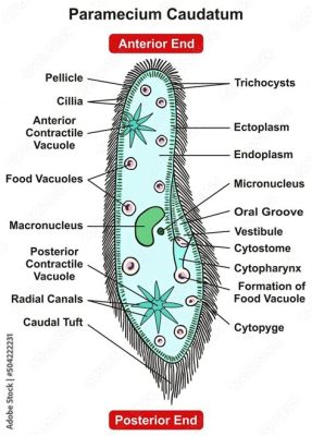  Paramecium!  A Single-Celled Wonder with Hair-Like Cilia that Propels It Through Its Aquatic World