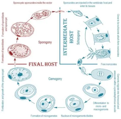  Apicomplexa!  The Unseen Architects of Parasitism: Unveiling Their Intricate Lifestyle Habits