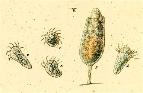  Foulierella! An Unexpectedly Elegant Ciliate Dwelling in the Depths