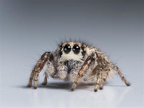  Jumping Spider! A Miniature Marvel with Super Eyes that Weave Intricate Webs