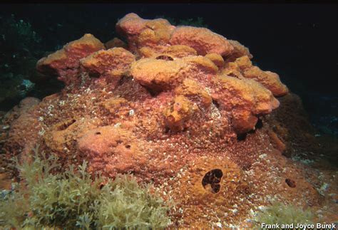  Neofibularia!  This Vibrant Sponge Is Known For Its Striking Yellow Coloration And Remarkable Ability To Filter Water