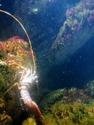  Quelea! A Curious Crustacean Living Among the Rocks