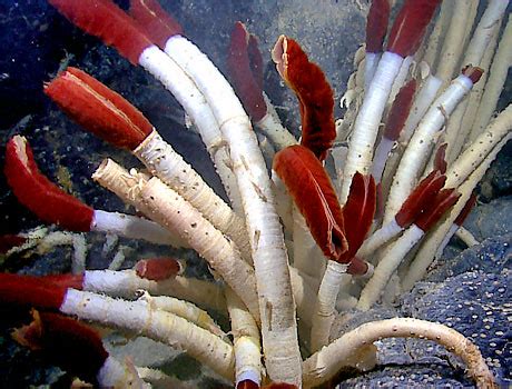  Tube Worm: The Ocean's Plumbing Specialists - An Incredible Symphony of Symbiosis!