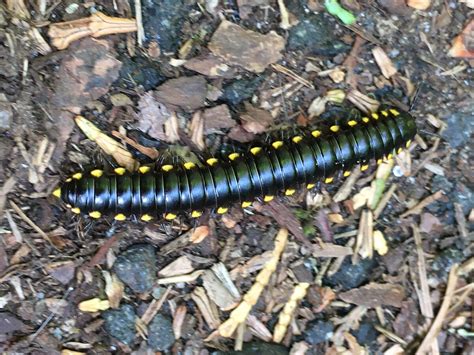  yellow-spotted millipede 몸의 노란 점이 눈부시게 빛나는 독특한 외모를 가진 다리 수백 개의 기적!